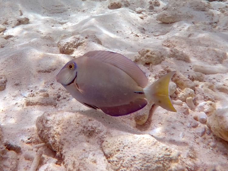 Ocean Surgeonfish (10