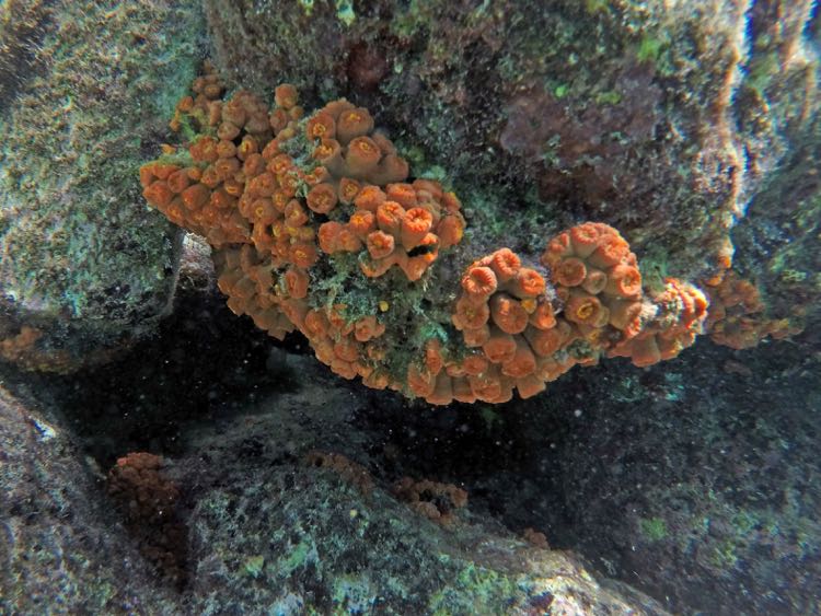 Orange Cup Coral