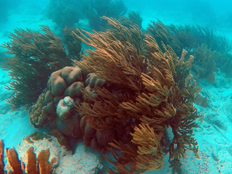 Orange Spiny Sea Rod