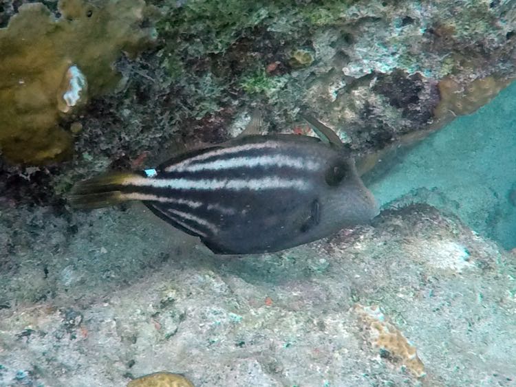 Orange Spotted Filefish (6