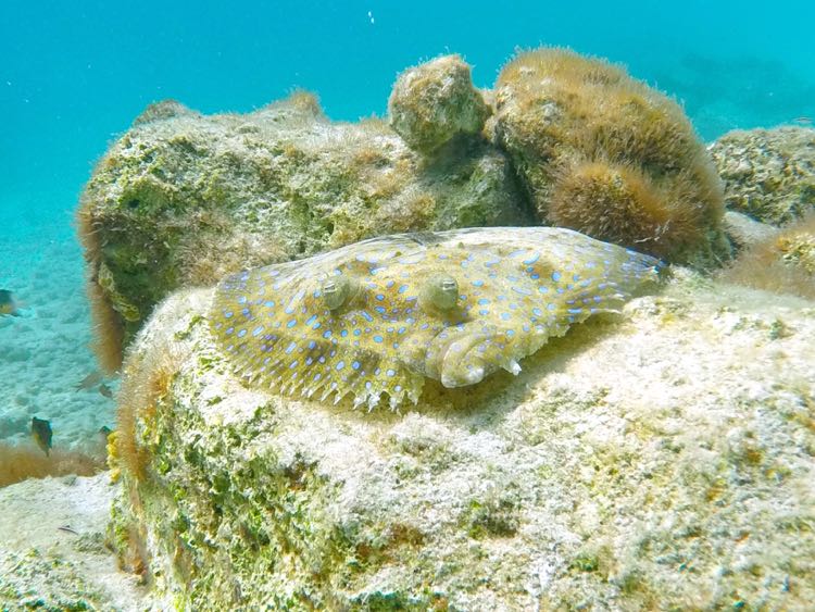 Peacock Flounder (12