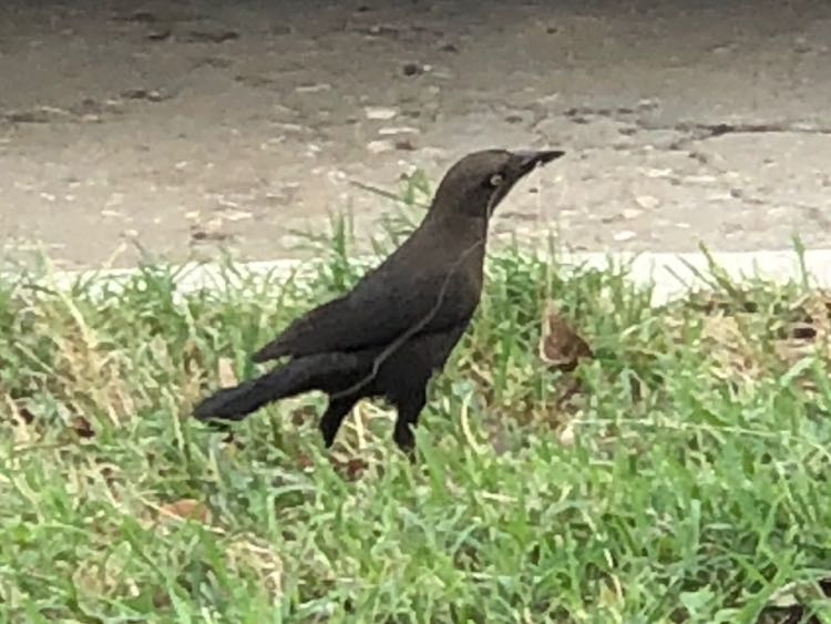 Pearly-eyed Thrasher Female 