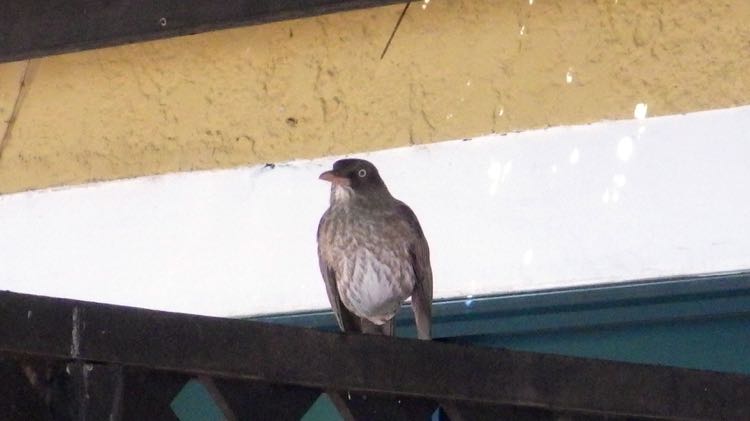 Pearly-eyed Thrasher Light phase