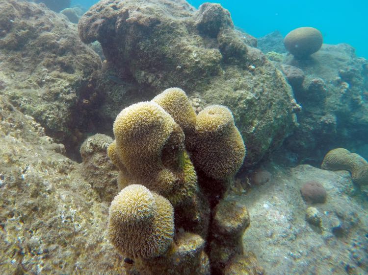 Pillar Coral