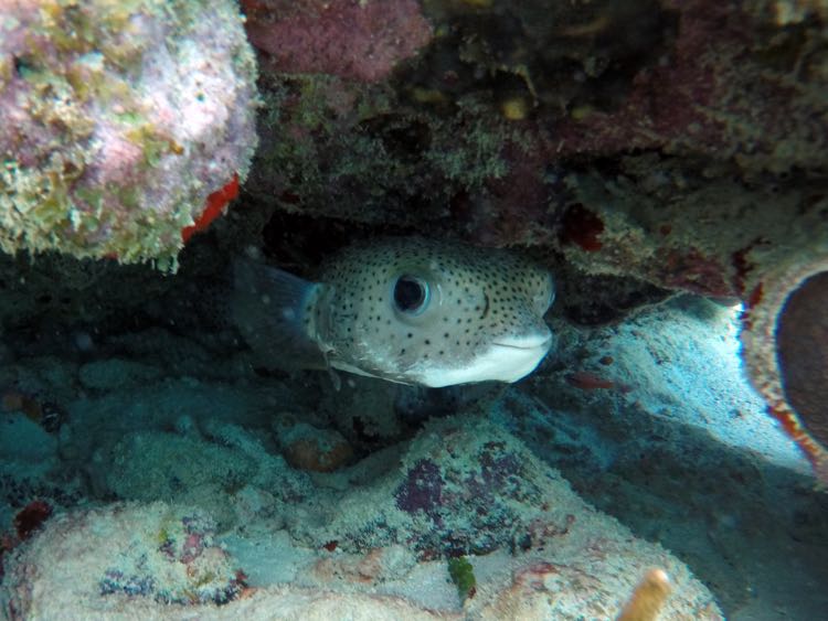 Porcupinefish (18