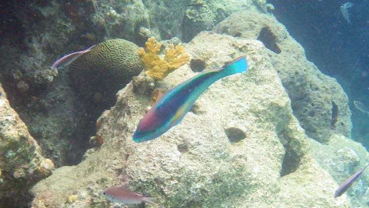 Princess Parrotfish (12