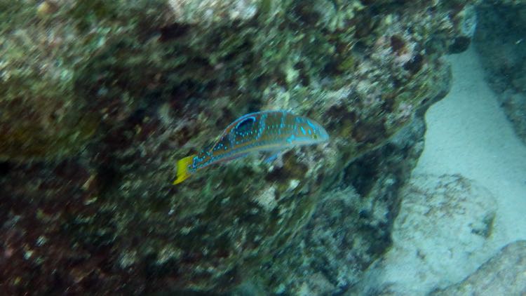 Puddingwife Juvenile (6