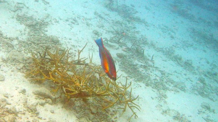 Rainbow Parrotfish (18