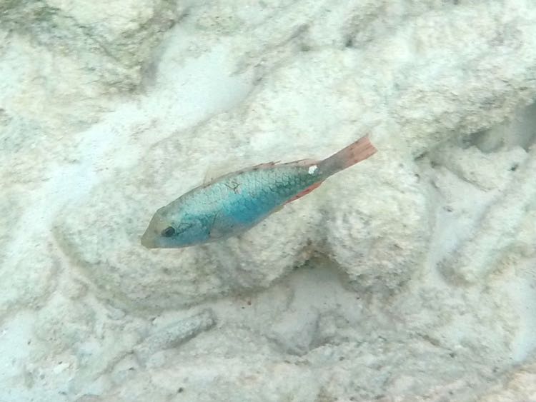 Redband Parrotfish Initial Phase (6