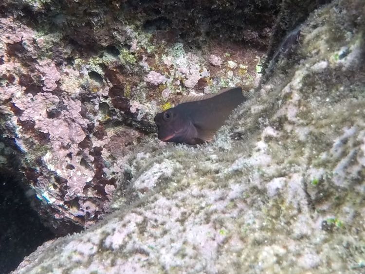 Redlip Blenny (3