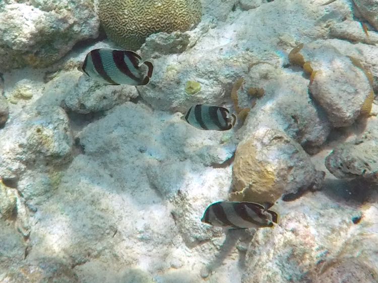 Banded Angelfish (5