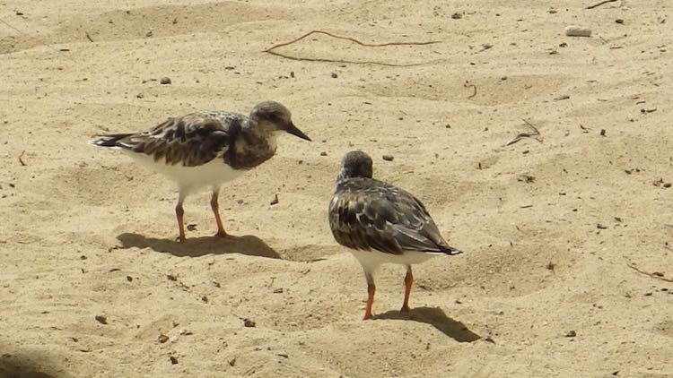 Ruddy Turnstone Plover