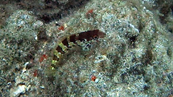 Saddled Blenny (2