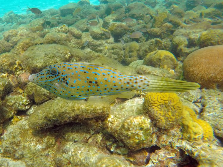 Scrawled Filefish (18