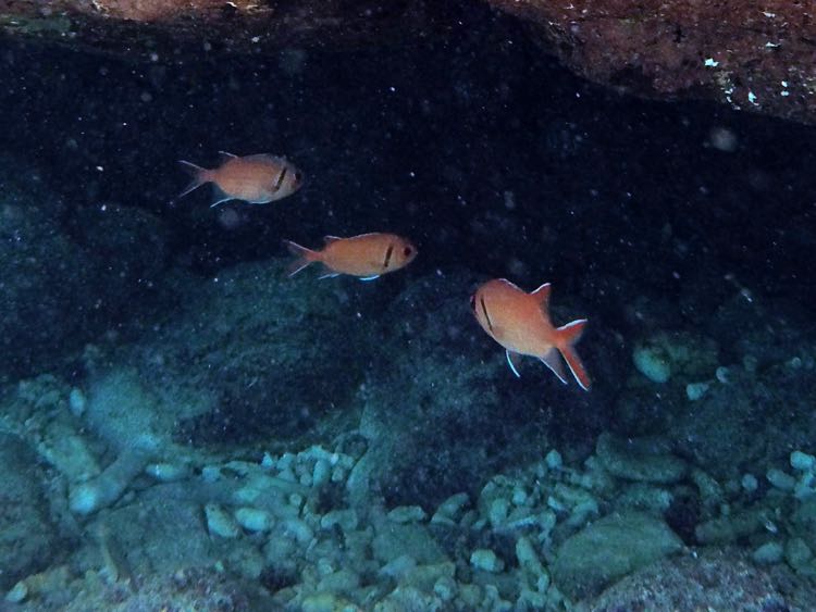 Blackbar Soldierfish (6