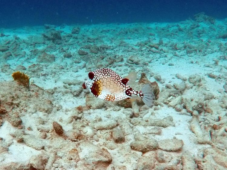 Smooth Trunkfish (4