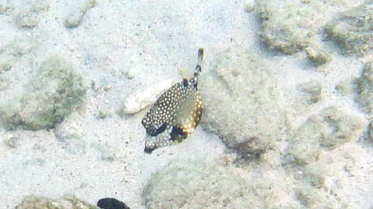 Smooth Trunkfish (4