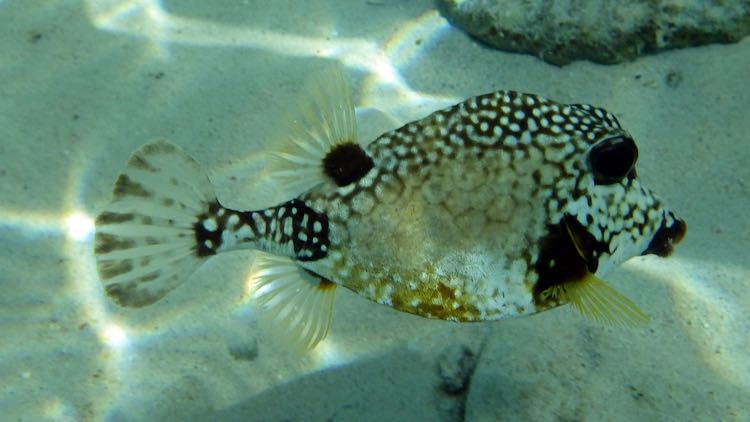 Smooth Trunkfish (4