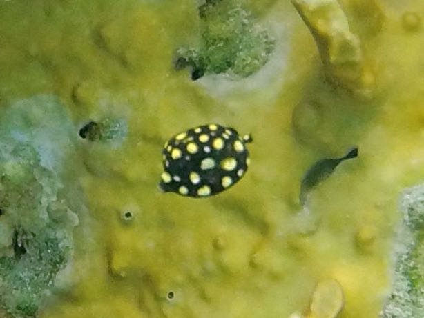 Smooth Trunkfish Baby (1/4