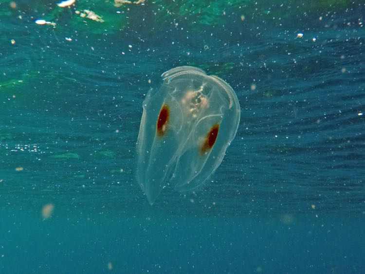 Spot winged Comb Jellyfish