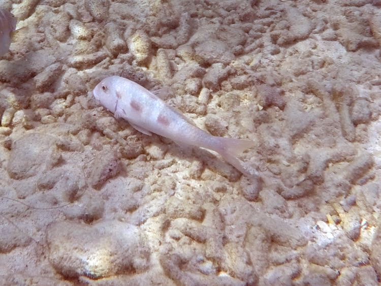 Spotted Goatfish (8