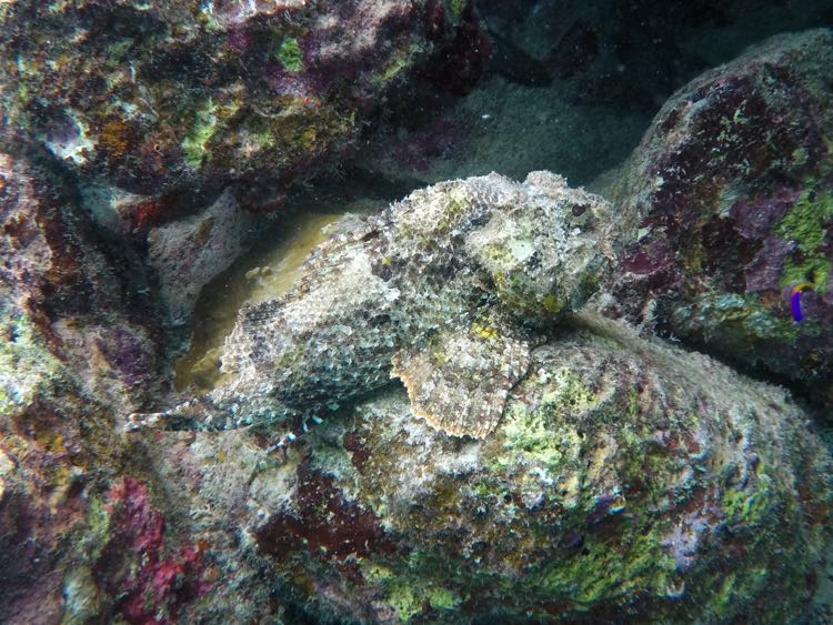 Spotted Scorpionfish (8