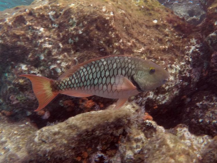 Stoplight Parrotfish Intermediate Phase (12