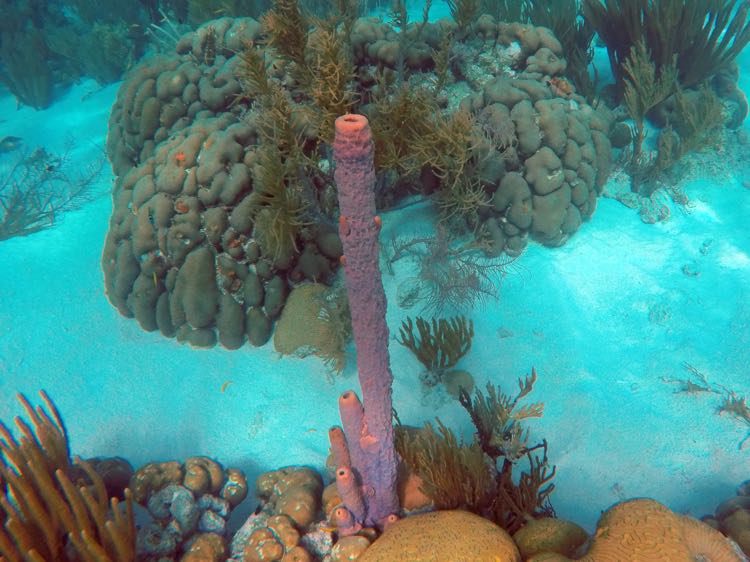 Stovepipe Sponge