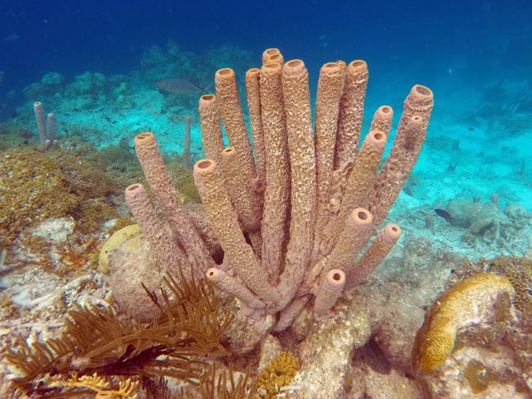 Stovepipe Sponge