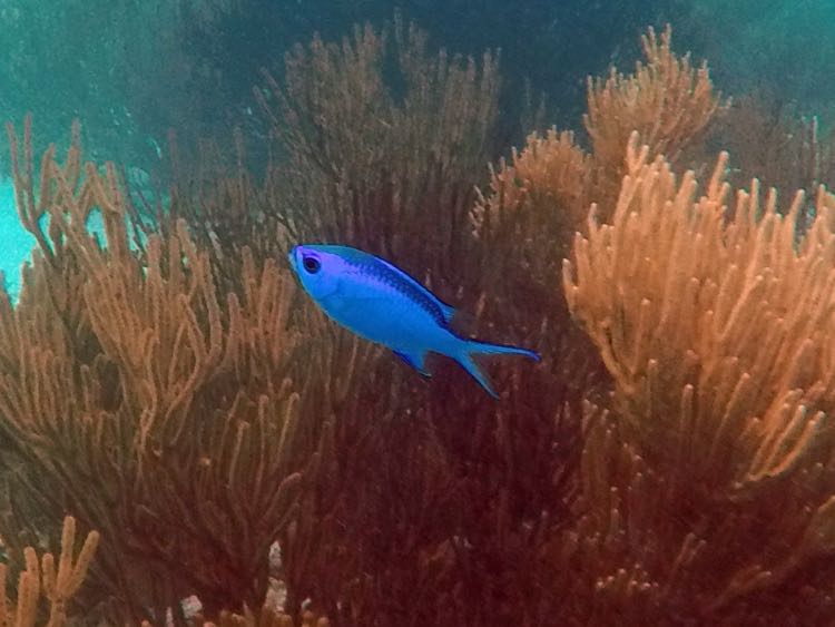 Blue Chromis (2