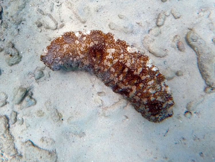 Three Row Sea Cucumber (12