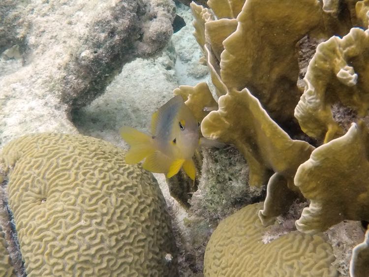 Three Spot Damselfish Light Phase (5