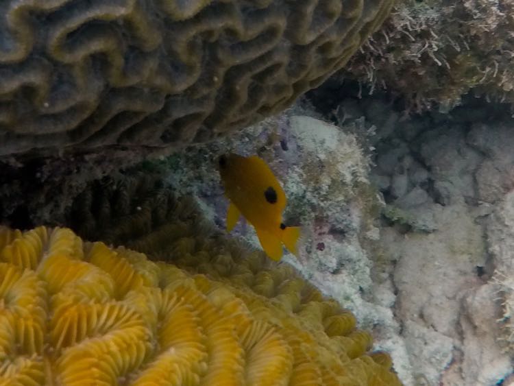 Threespot Damselfish Juvenile (1