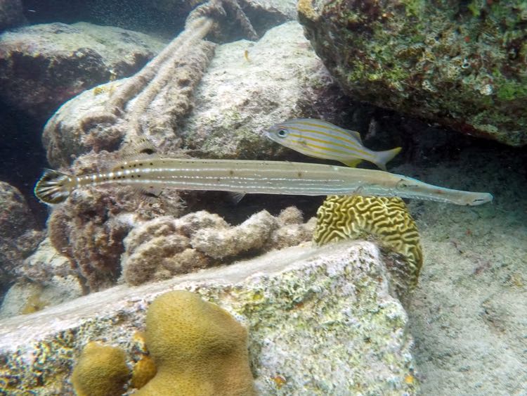 Trumpetfish Brown Phase (12