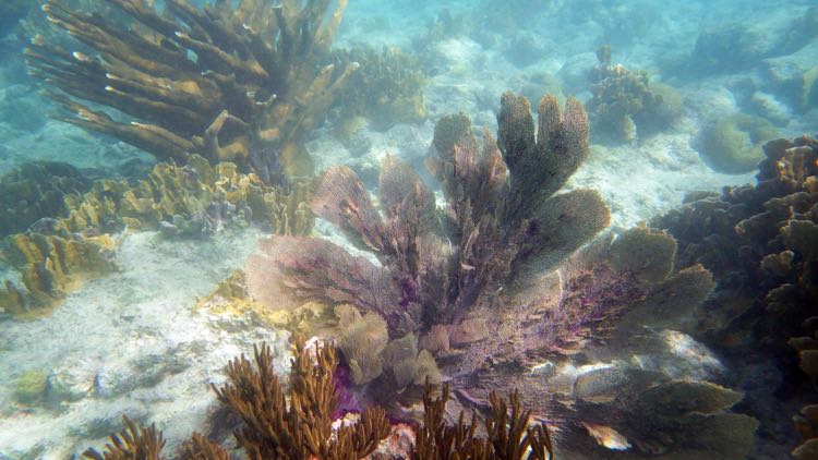 Venus Sea Fan