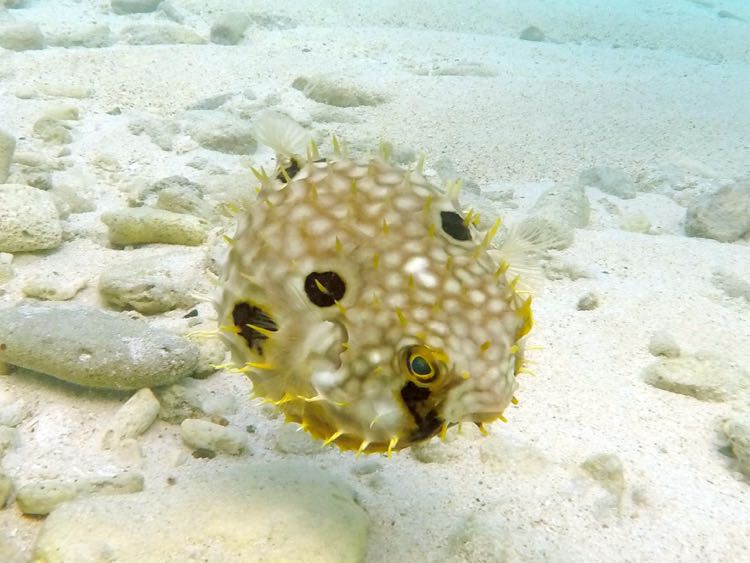 Web Burrfish (6