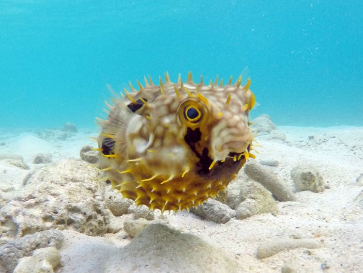 Web Burrfish (6