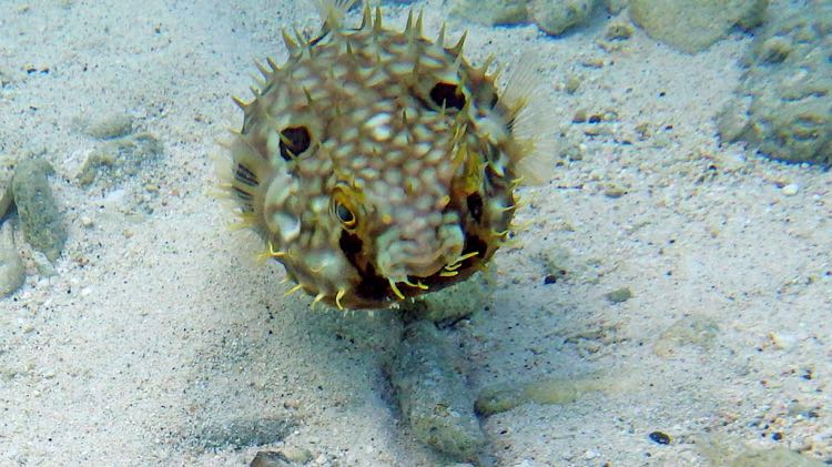 Web Burrfish (6