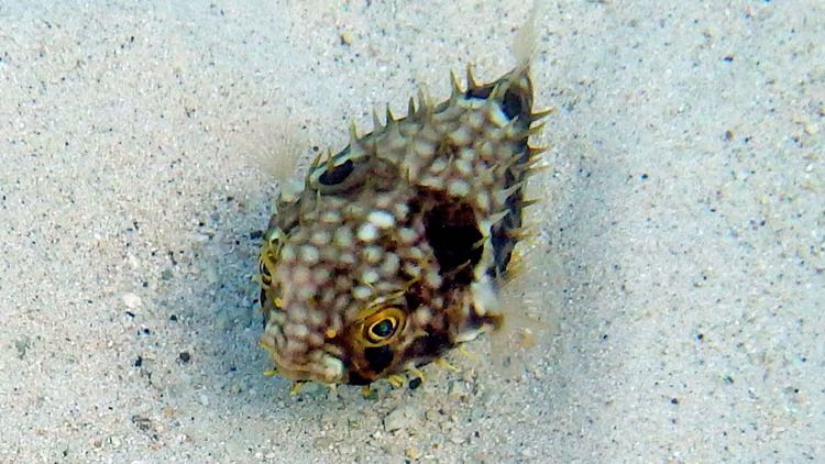 Web Burrfish (6