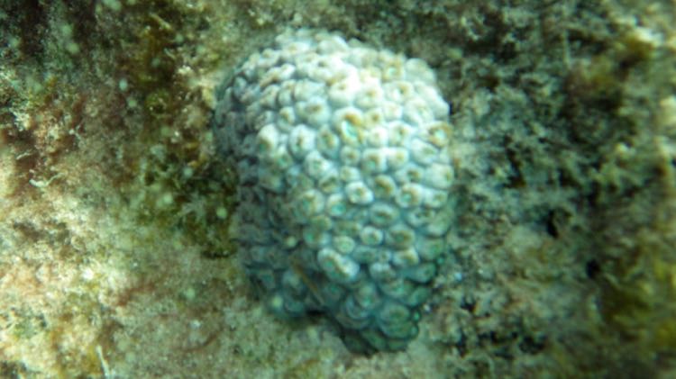 White Encrusing Zoanthid