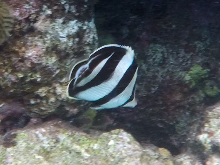 Banded Butterflyfish (5