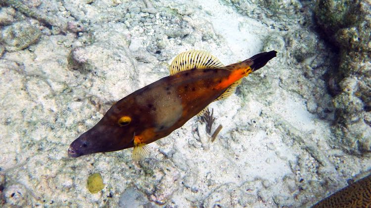 White spotted Filefish (10