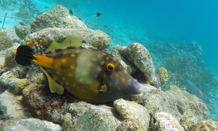 White Spotted Filefish (14