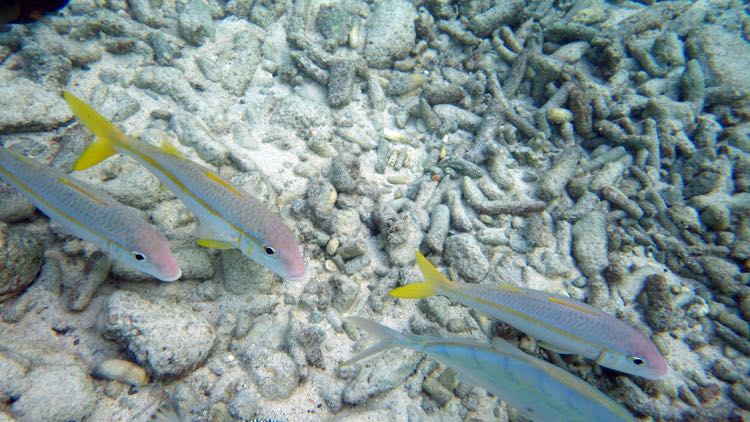 Yellow Goatfish (12