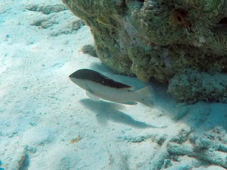 Yellowmouth Grouper Juvenile (12