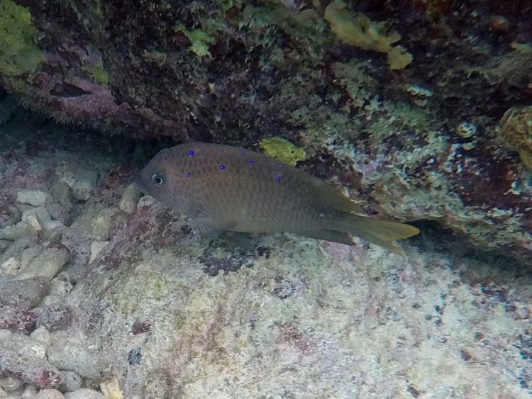 Yellowtail Damselfish Female (6