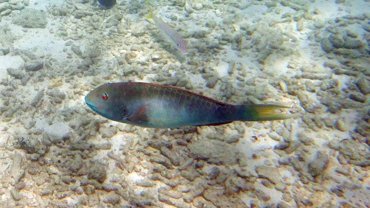 Yellowtail Parrotfish