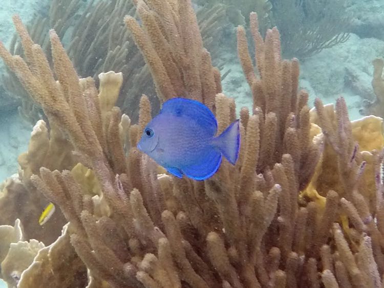 Blue Tang Intermediate (1.5