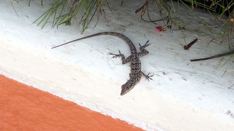 Bonaire Anole (4