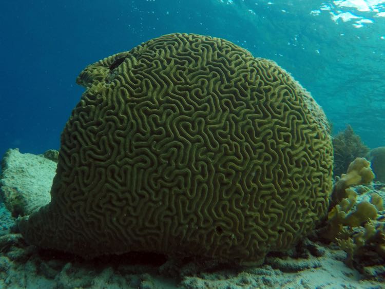 Boulder Brain Coral